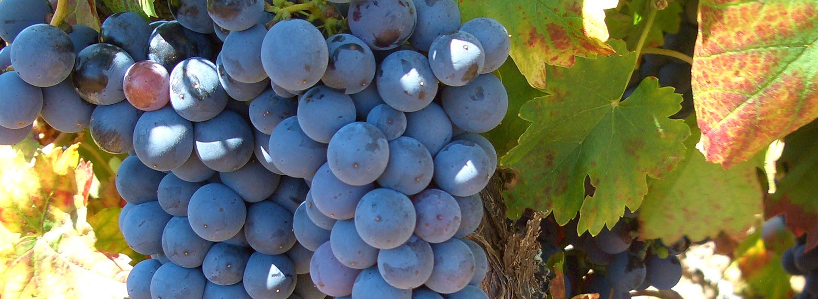 Mencía, la uva tinta del Bierzo