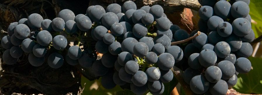 La uva con más nombres distintos