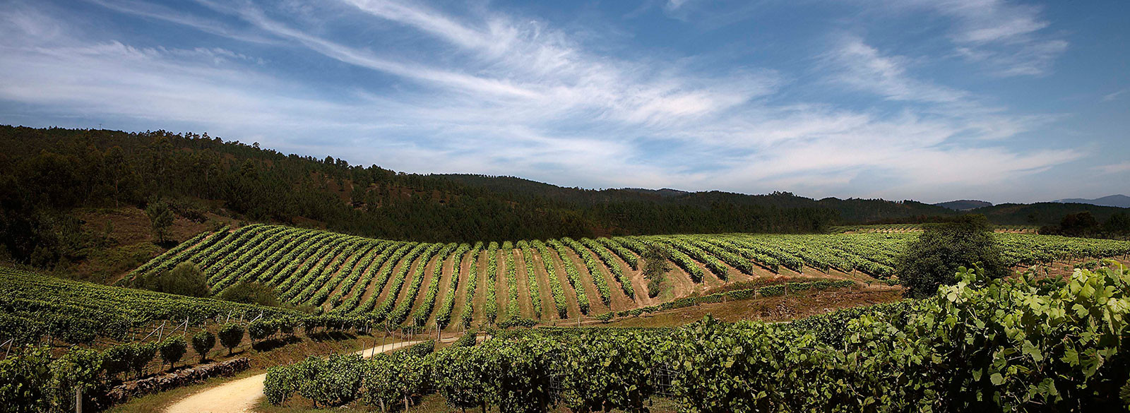 El triunfo de la Albariño