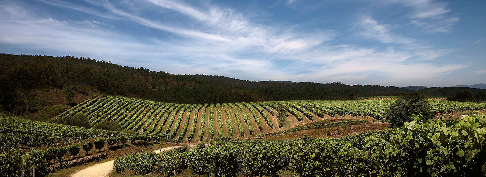El triunfo de la Albariño