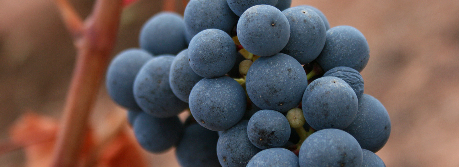 Breve historia de nuestra Garnacha
