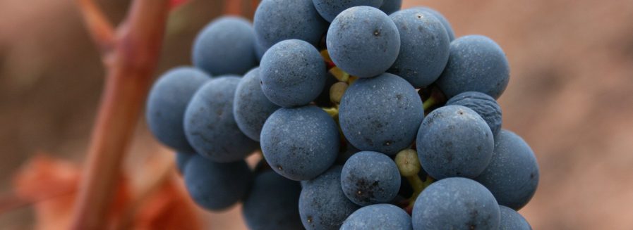 Breve historia de nuestra Garnacha
