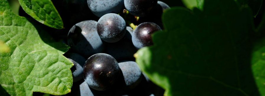 La Monastrell, una uva muy mediterránea