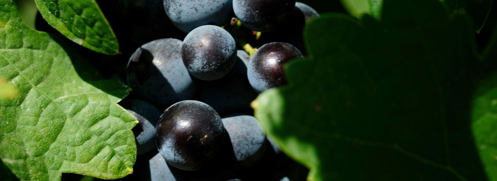 La Monastrell, una uva muy mediterránea