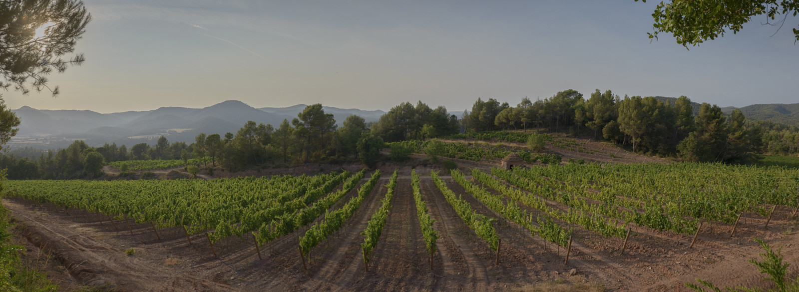 La Picapoll de Pla de Bages