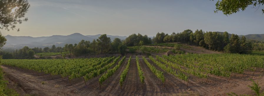 La Picapoll de Pla de Bages