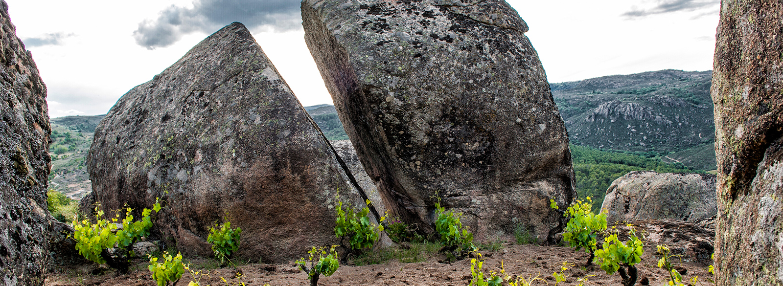 Albillos y Garnachas de Gredos