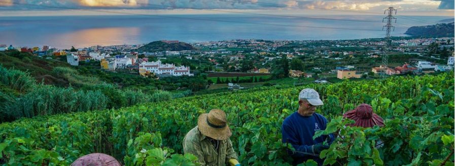 Vinos volcánicos: al son del terruño