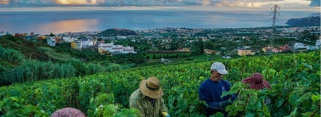 Vinos volcánicos: al son del terruño