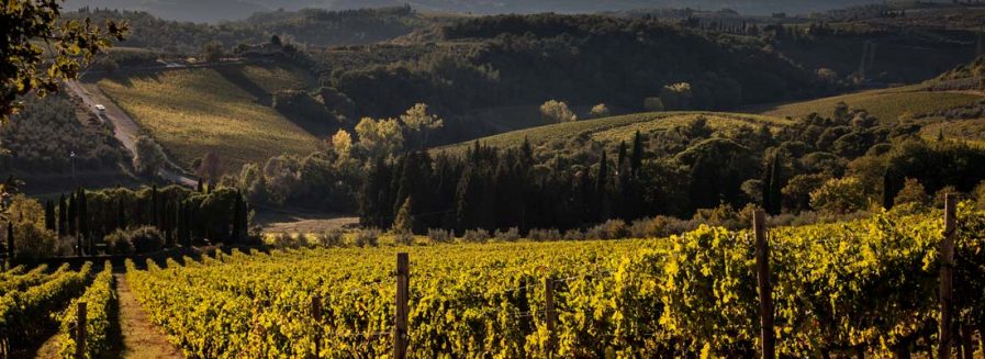 Sangiovese: la uva toscana que evoca la sangre de Júpiter