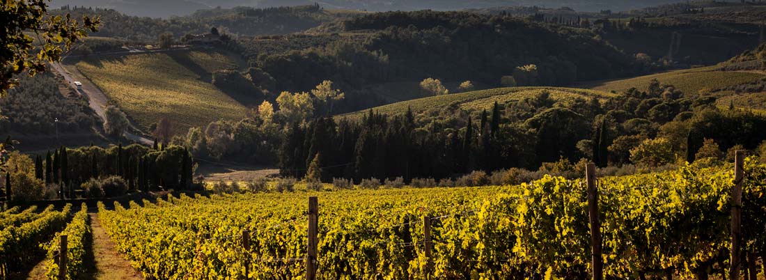 Sangiovese: la uva toscana que evoca la sangre de Júpiter