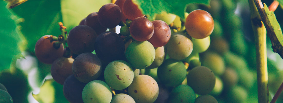 Cinco uvas latinoamericanas a las que prestar atención