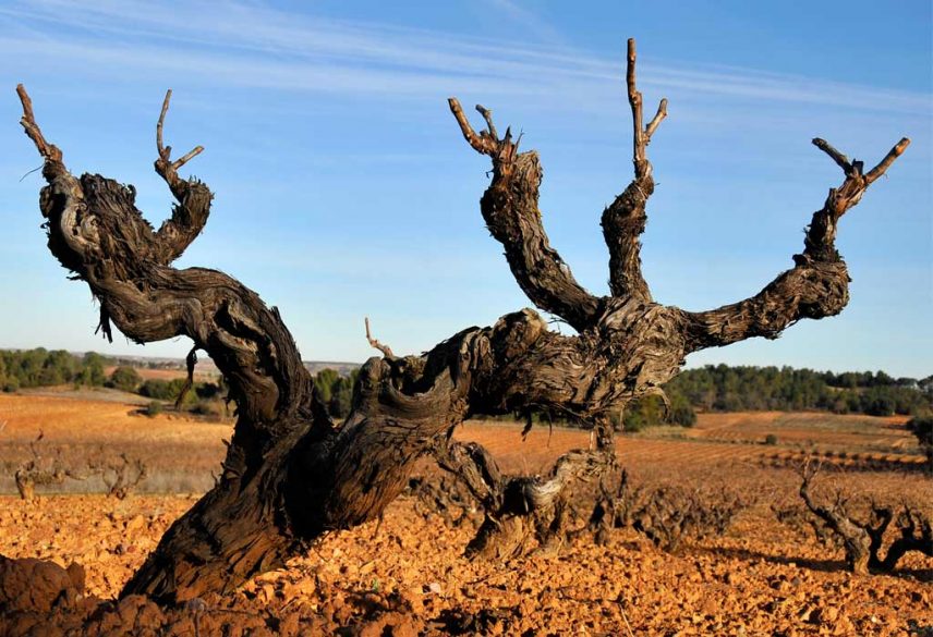 Imagen de una cepa vieja de Castilla y León.