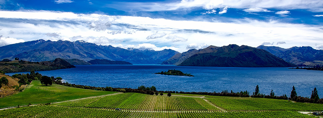 Pinot noir del Nuevo Mundo: culto allende los mares