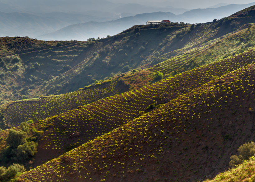 Espectacular vista de las sierras de Málaga y sus viñedos