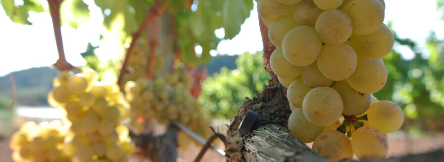 Albillo Mayor: la uva de los blancos de Ribera del Duero