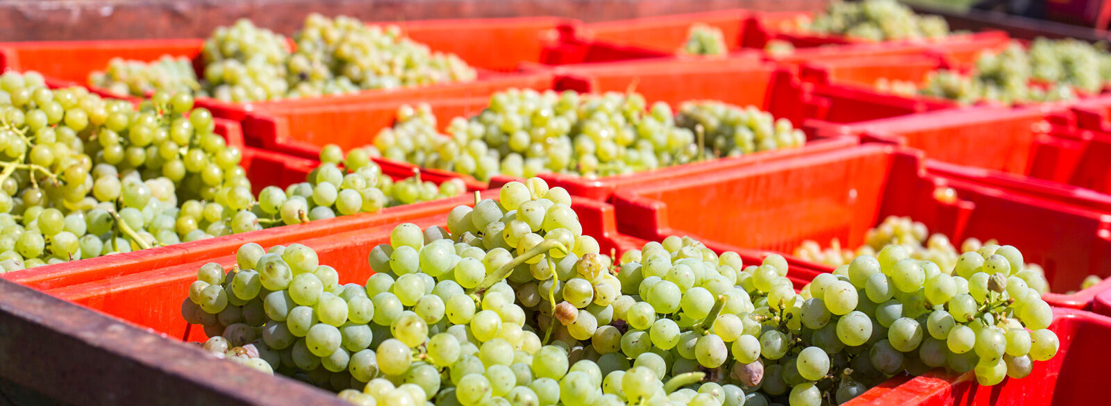 Chardonnay: una uva con ‘sex appeal’ internacional