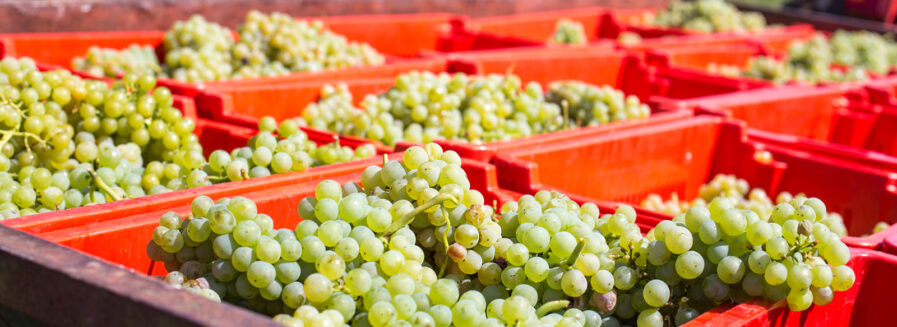 Chardonnay: una uva con ‘sex appeal’ internacional