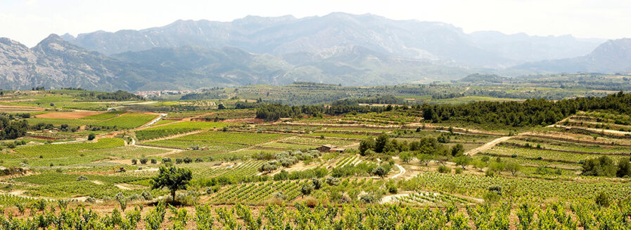 7 vinos de la Terra Alta, la comarca que da título al último Premio Planeta