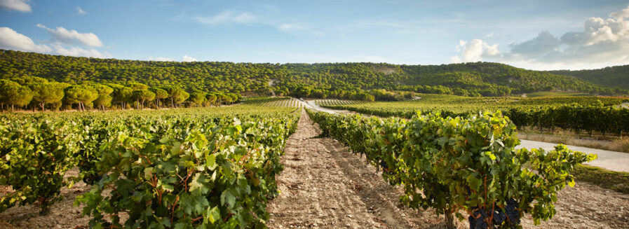 ¿Cuál es el vino más caro de España?