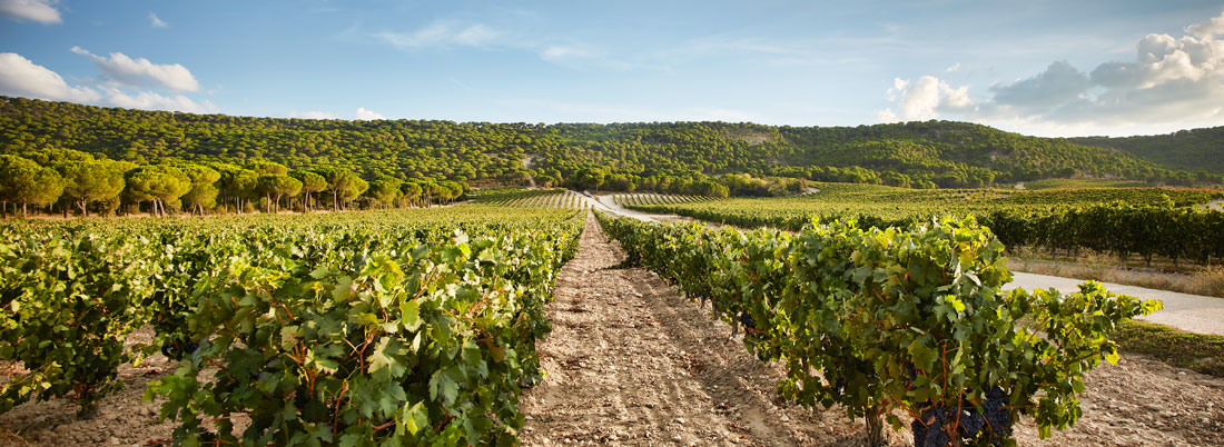 ¿Cuál es el vino más caro de España?