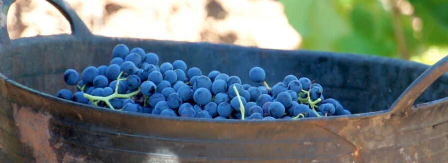De la Tempranillo a la Mencía: un paseo por nuestras tintas más queridas