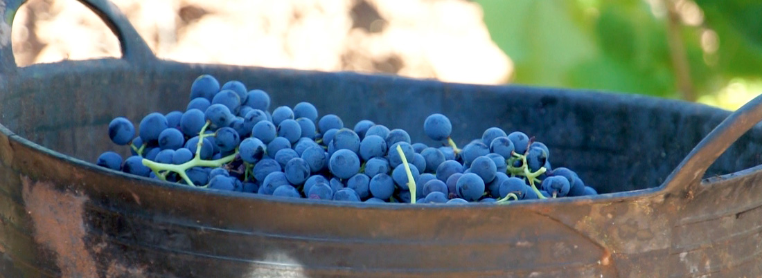 De la Tempranillo a la Mencía: un paseo por nuestras tintas más queridas