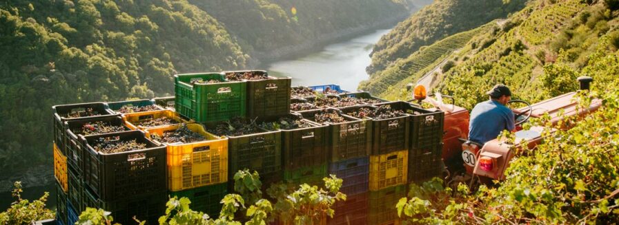 6 vinos gallegos a los que seguirles la pista