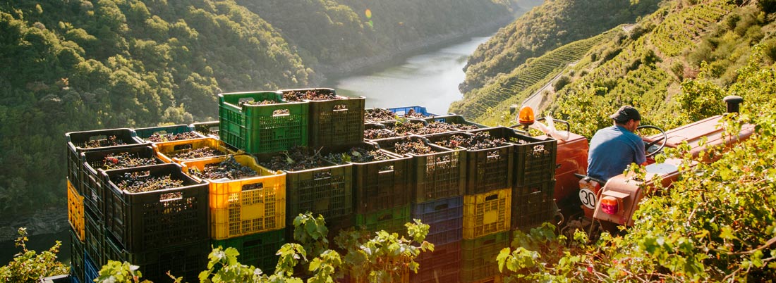 6 vinos gallegos a los que seguirles la pista