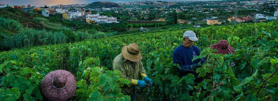 Vinos isleños