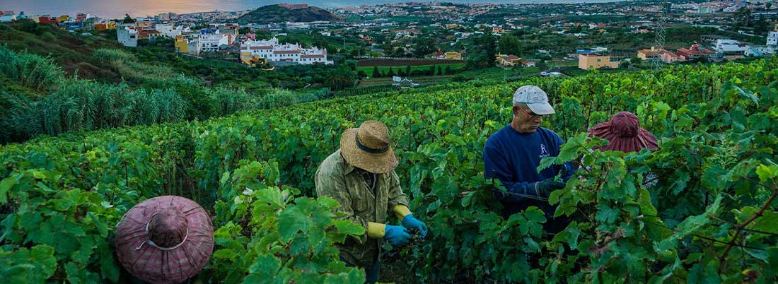 Vinos isleños