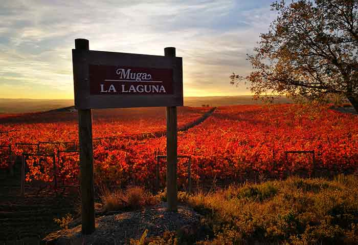Viñedo La Laguna de Muga