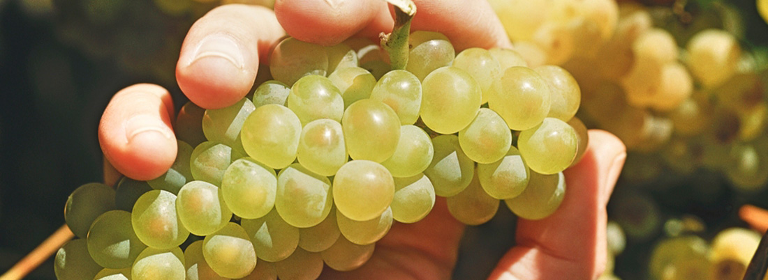 La Chenin blanc en Sudáfrica