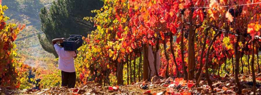 El Bierzo: nuestra particular Borgoña