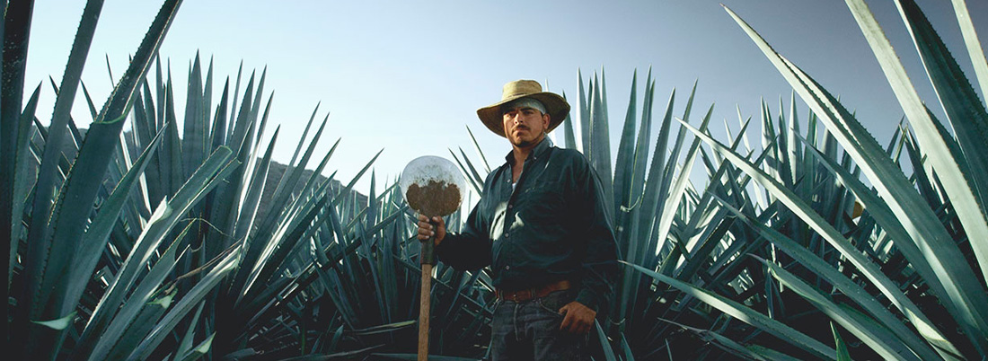 Tequila y mezcal, un origen común