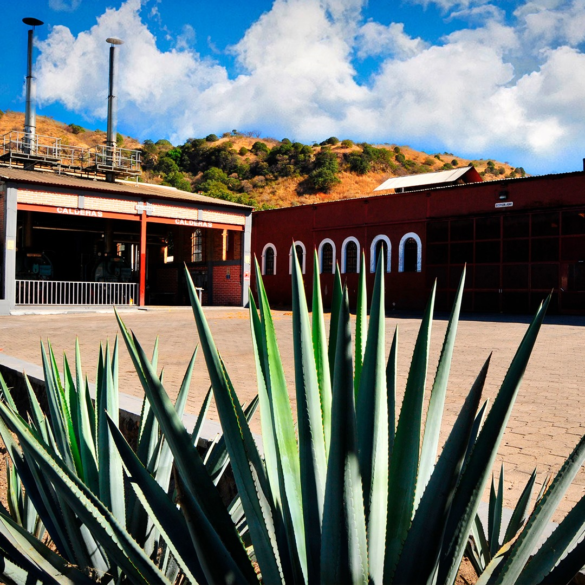 Primer plano de planta de agave azul en el patio de la tequilera