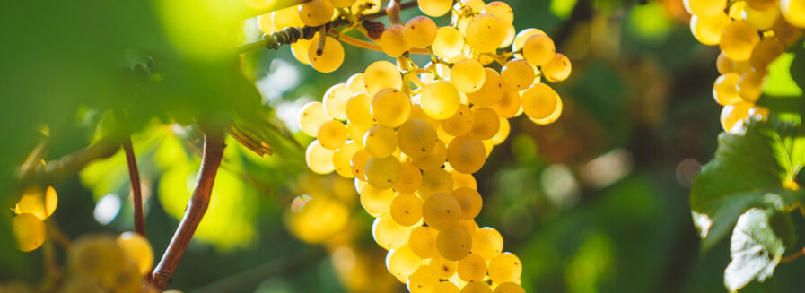 Chardonnays españolas para cada momento