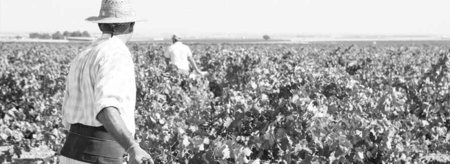 Los vinos de don Quijote