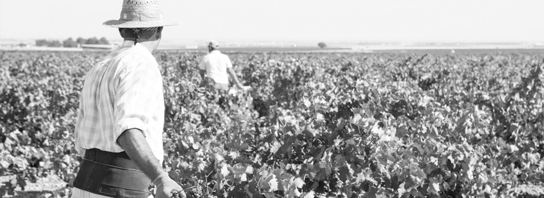 Los vinos de don Quijote