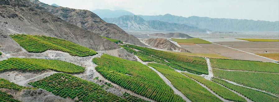 Descubriendo el vino peruano