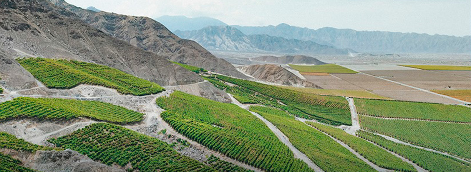 Descubriendo el vino peruano