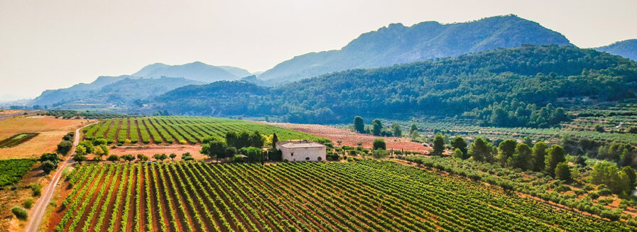 Clos Cor Ví, vinos gastronómicos para viajar con los sentidos
