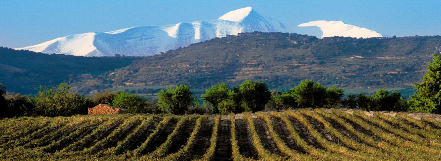 Los vinos del Somontano: alma pirenaica con acento francés