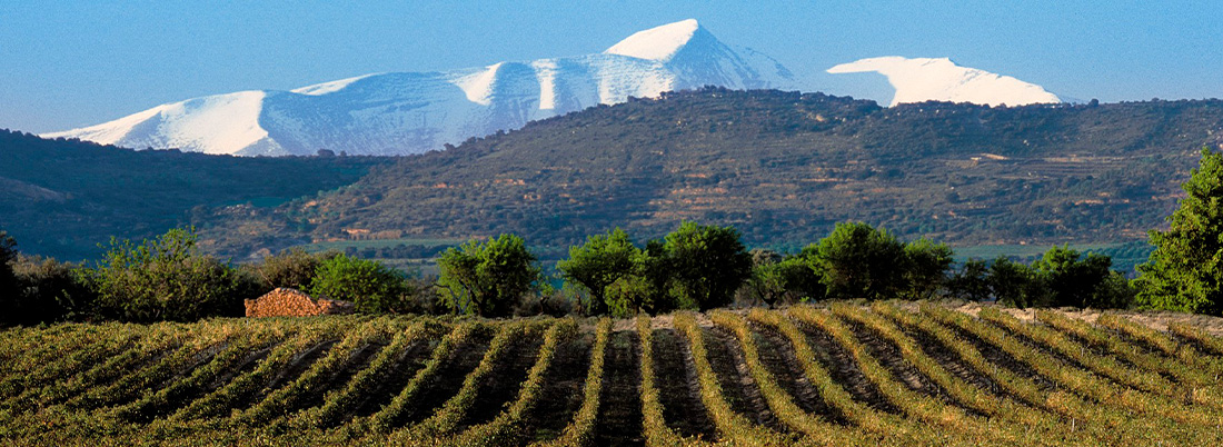 Los vinos del Somontano: alma pirenaica con acento francés