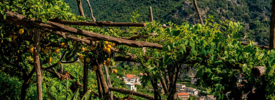 Limoncello, explosión de aroma y color
