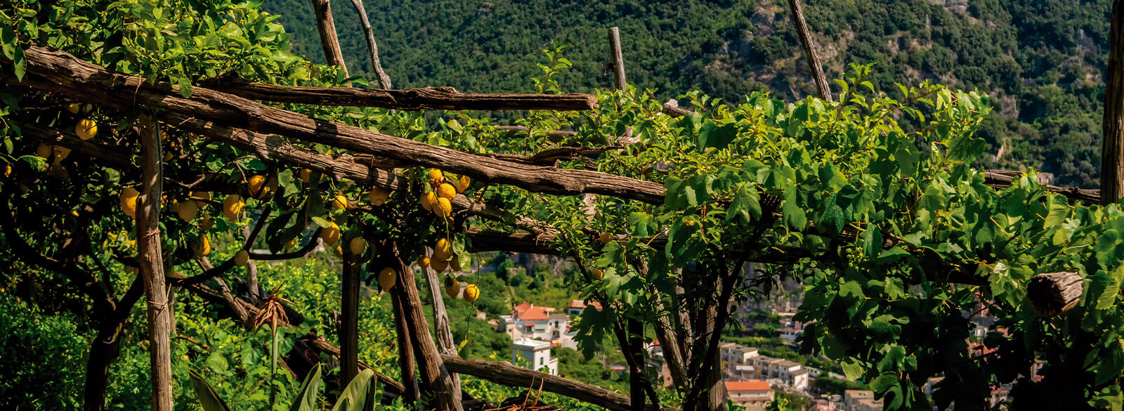 Limoncello, explosión de aroma y color
