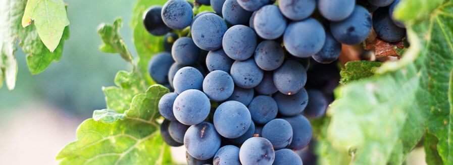 Viaje a través de la Merlot