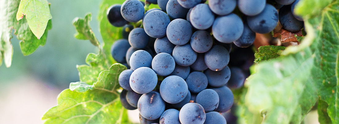 Viaje a través de la Merlot
