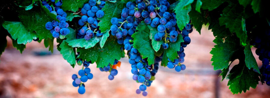 Seis vinos para profundizar en la Garnacha tintorera