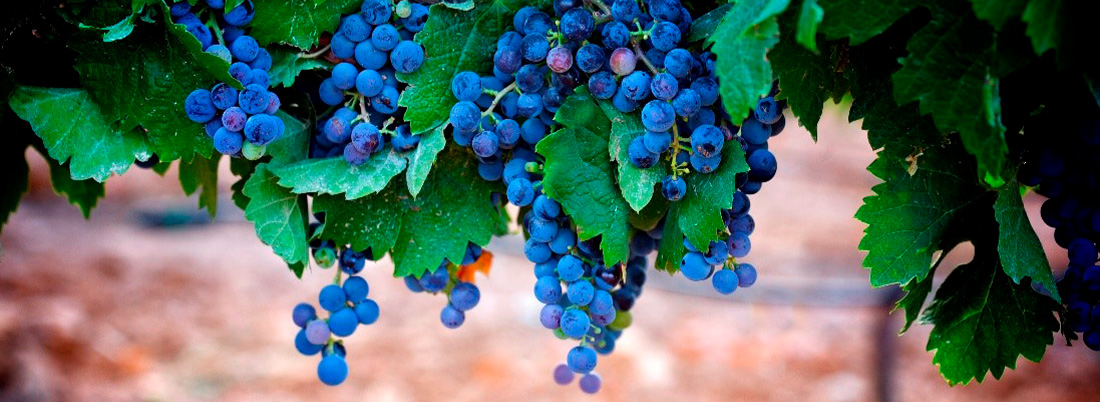 Seis vinos para profundizar en la Garnacha tintorera